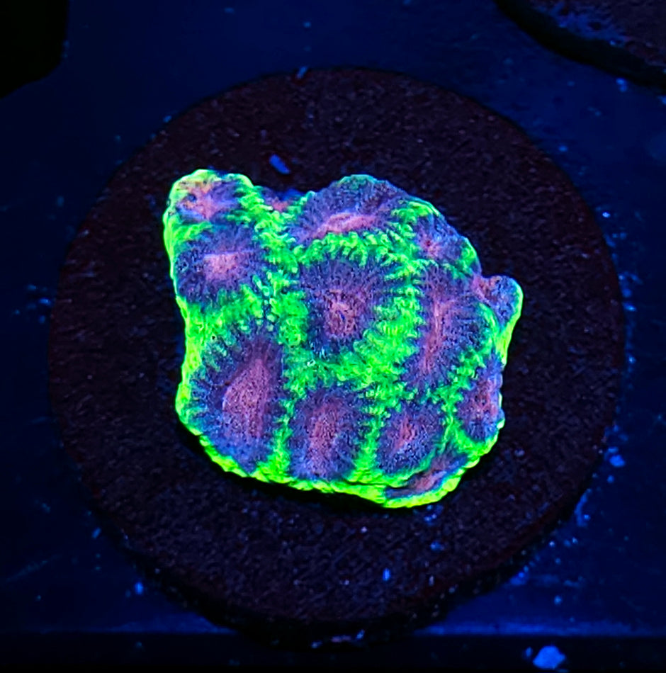 Wicked Watermelon Favia