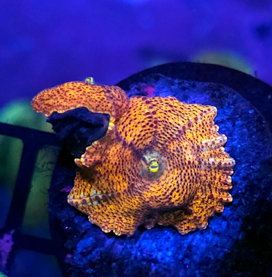 Shanghai Gold Mushrooms