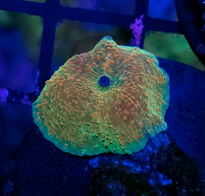 Granny Smith Apple Mushroom – Hellfire Frags