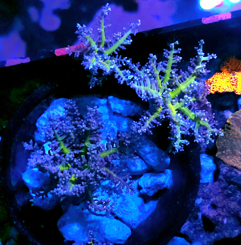 Fire Anemone Babies