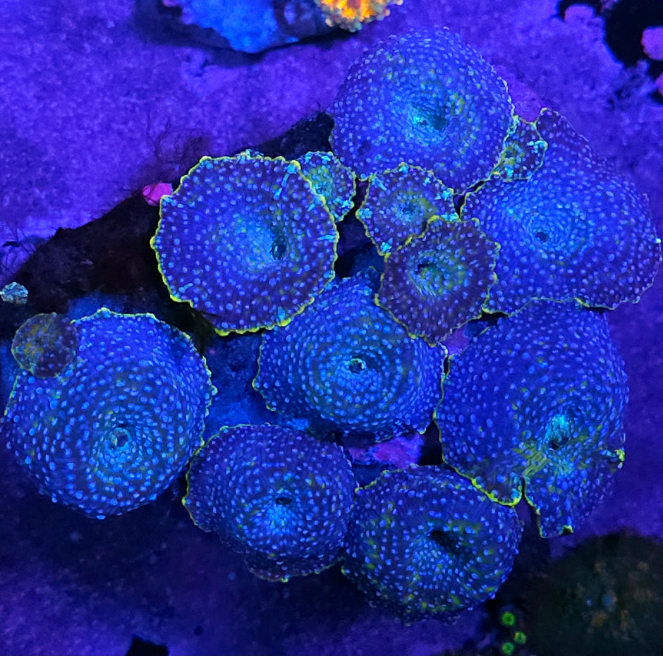 Blue Reign Mushroom Colony