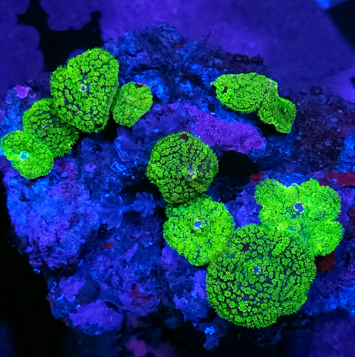 Kryptonite Gumdrop Mushroom Colony