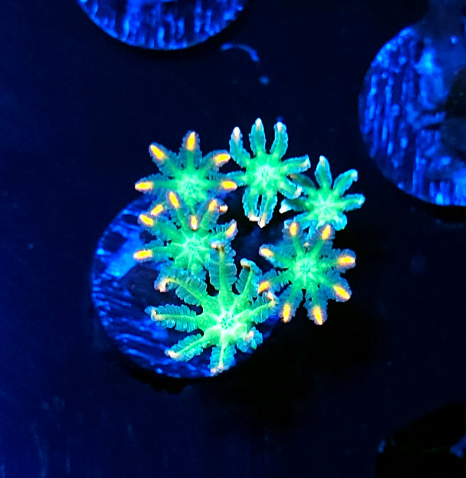 Flame Tip Cloves