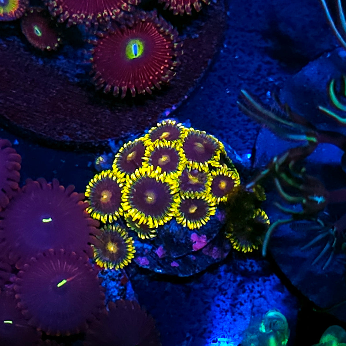 Zombie Zoas
