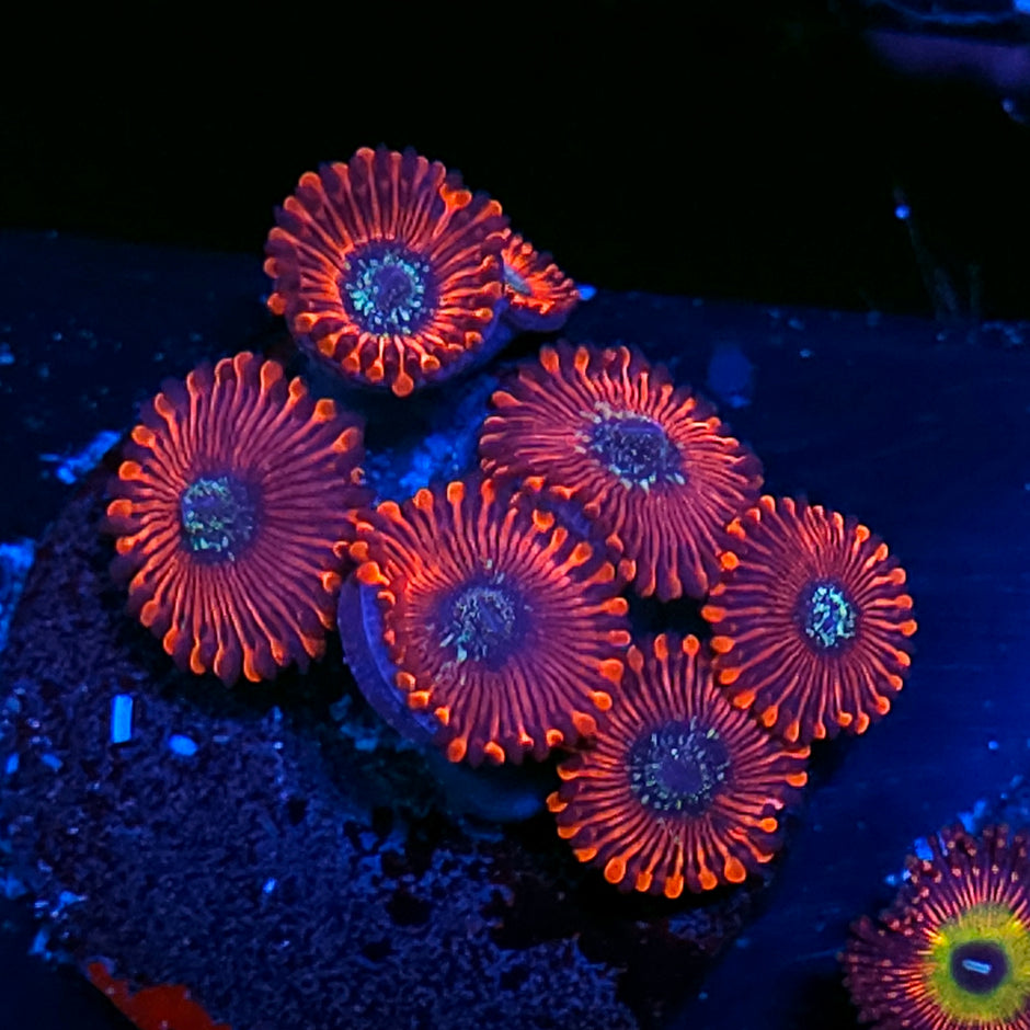 Magician Zoas