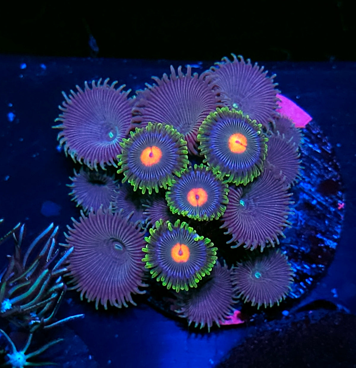 Funky Mix Zoas