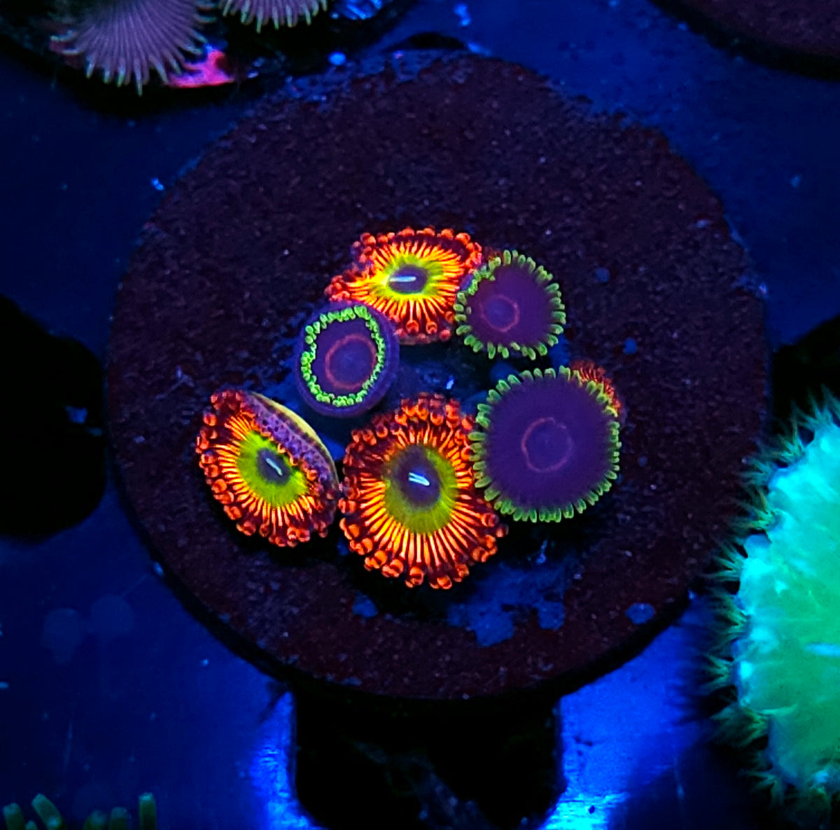 Bowser Purple Hearted Mix Zoas