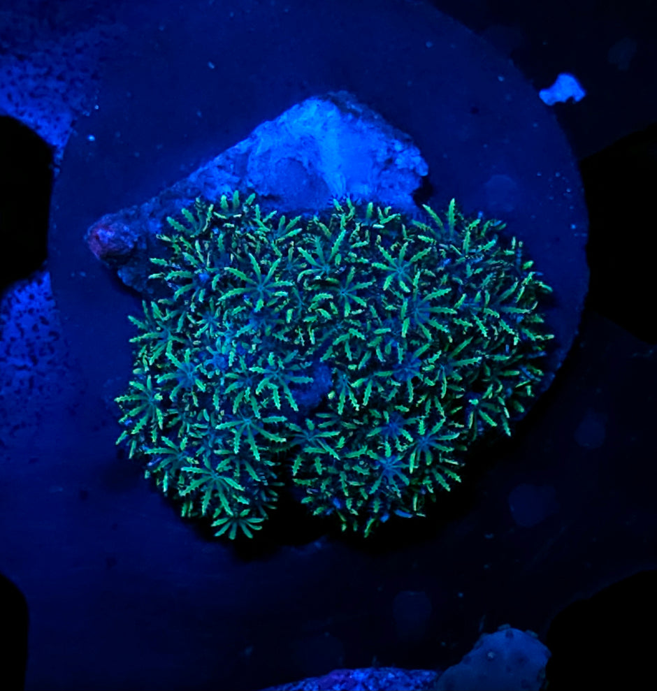 Blue Sympodium