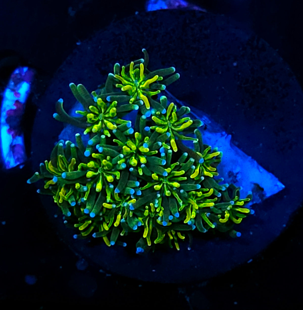 Lemon Lime Galaxia