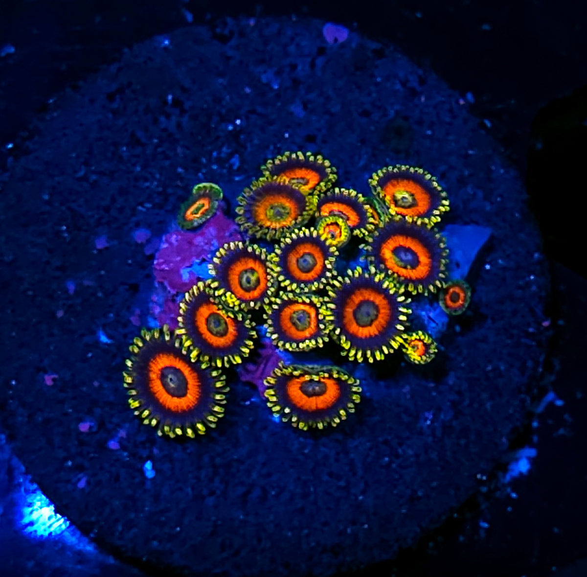 Peacock Eye Zoas