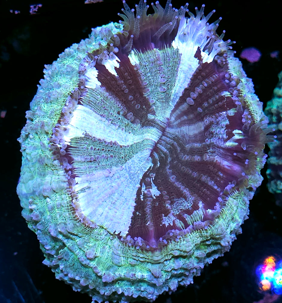 Bad Ass Acanthophyllia