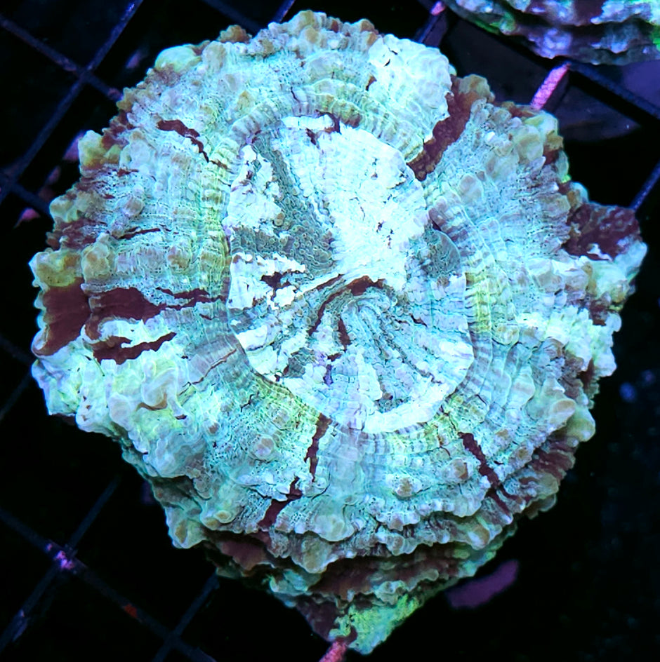 Bad Ass Acanthophyllia