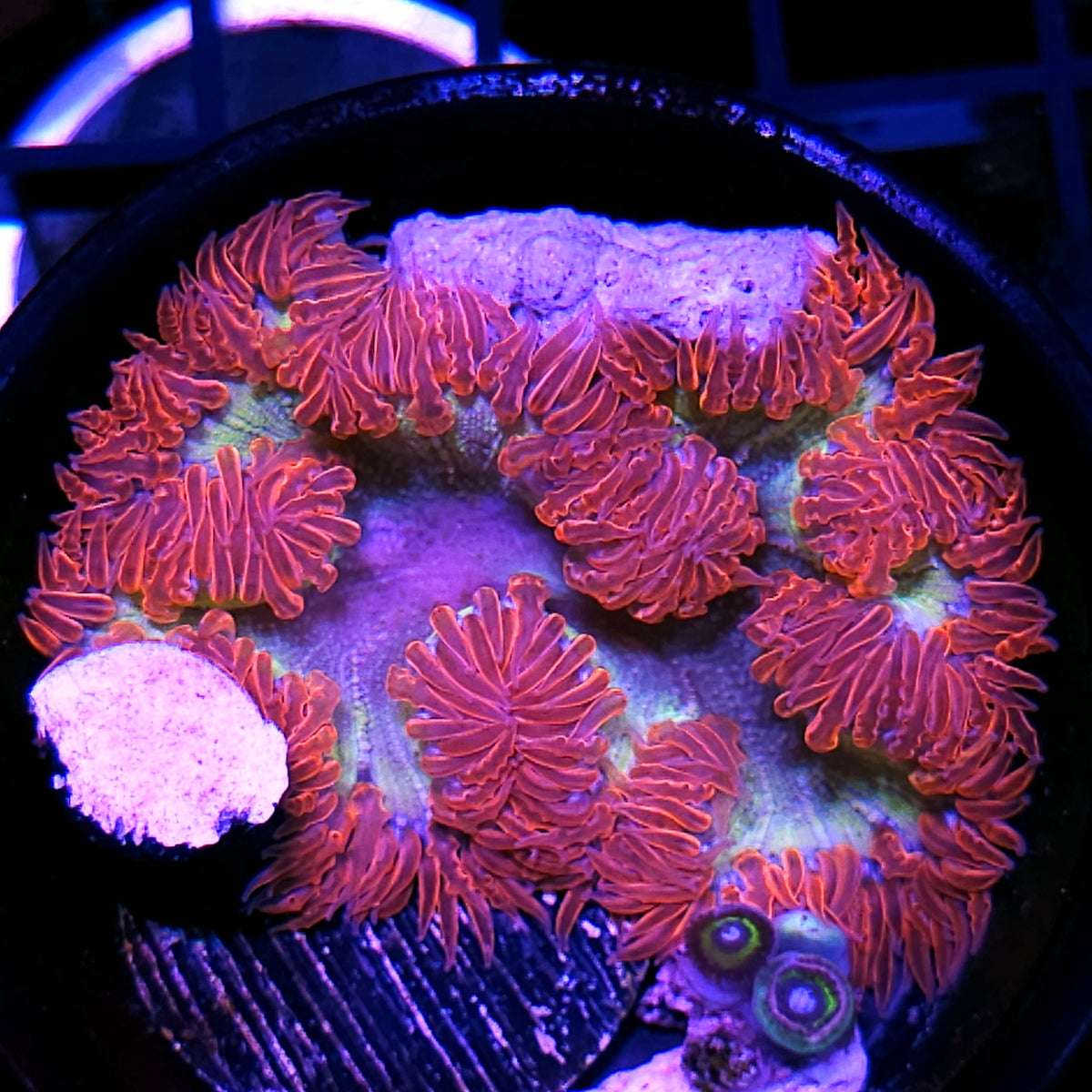 Hologram Flower Anemone