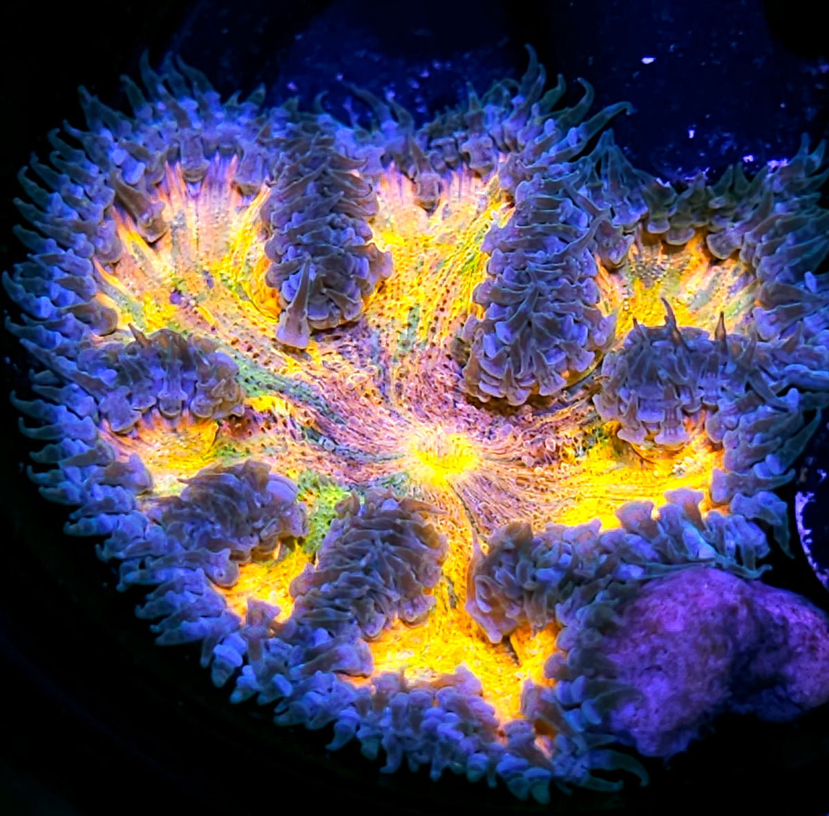Full Spectrum Rainbow Splatter Flower Anemone