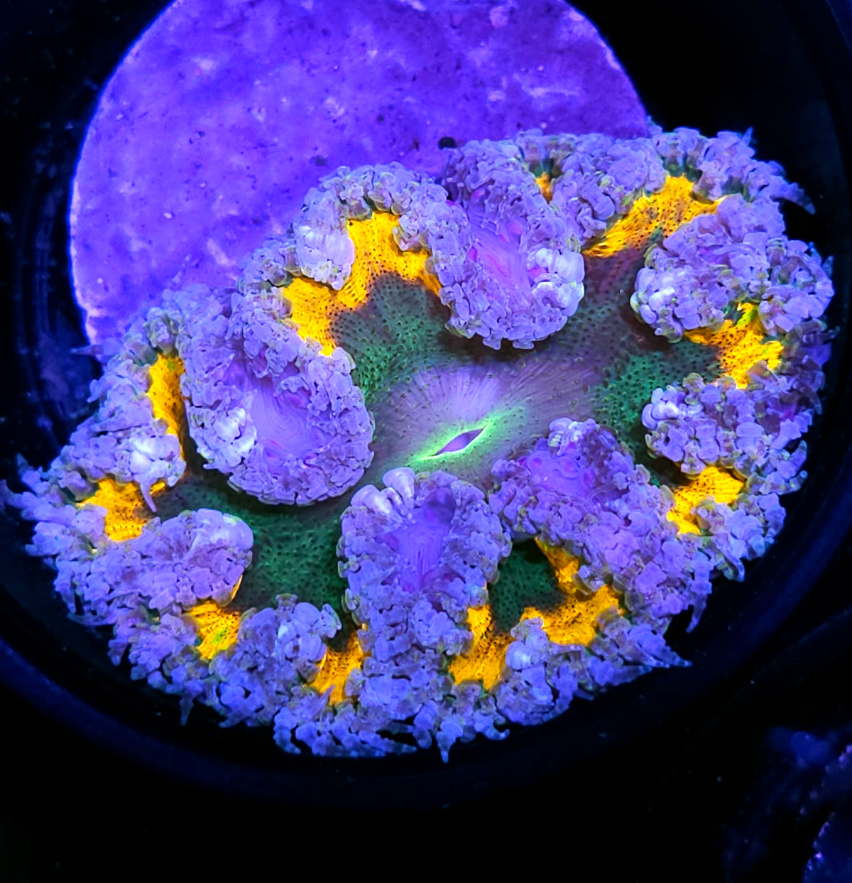 Shazam Flower Anemone