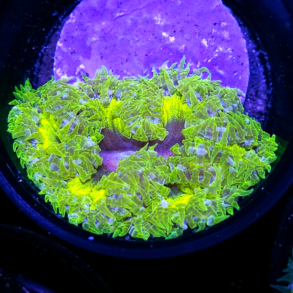 Darkwing Duck Flower Anemone