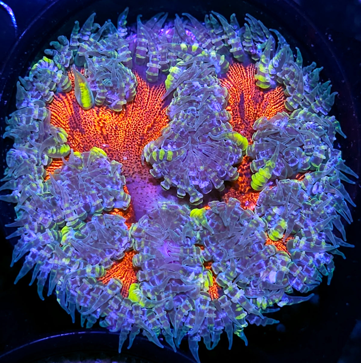 Gremlins Flower Anemone