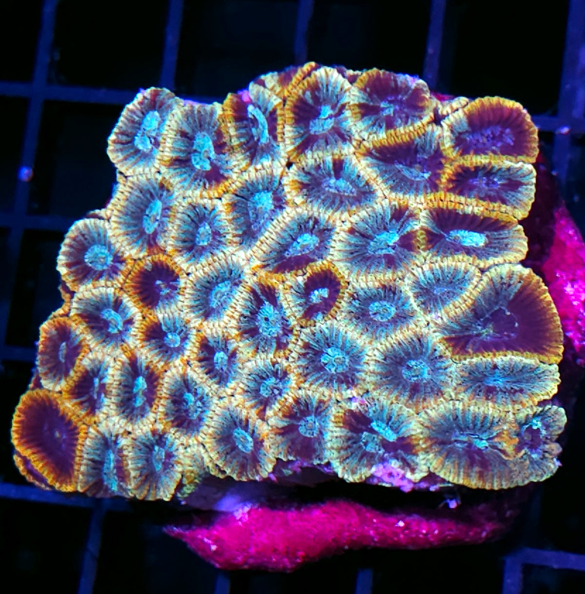 Soul Snatcher Micro Favia Colony