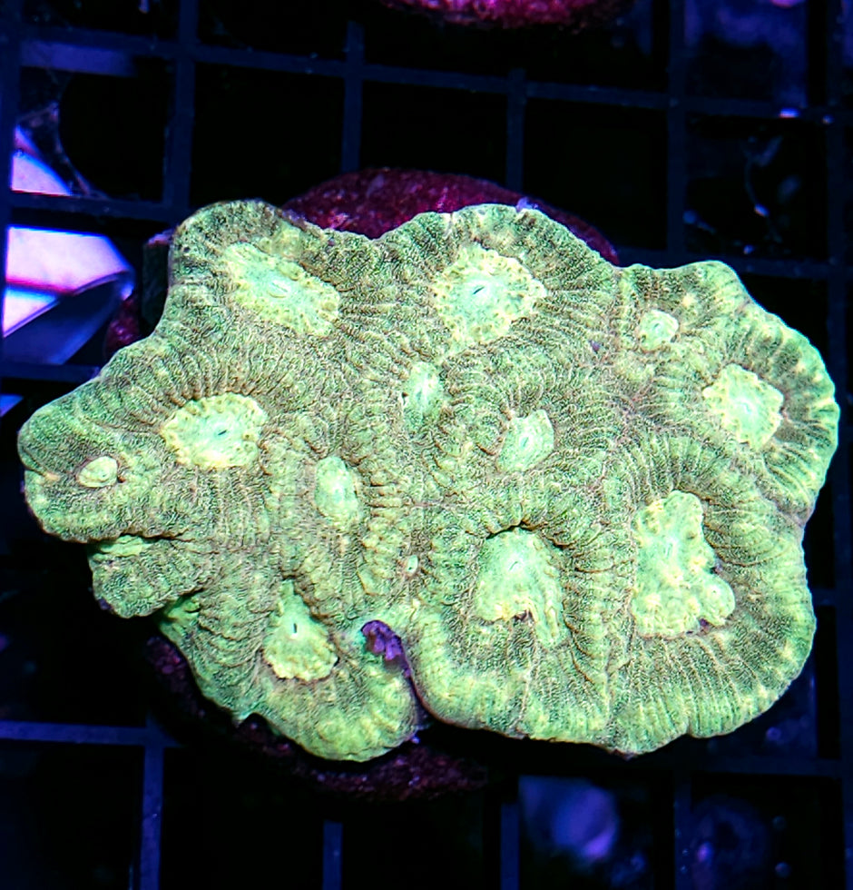 Anti-Gravity Favia Colony