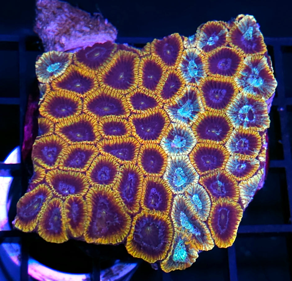 Lost Souls Grafted Micro Favia Colony 👻😱