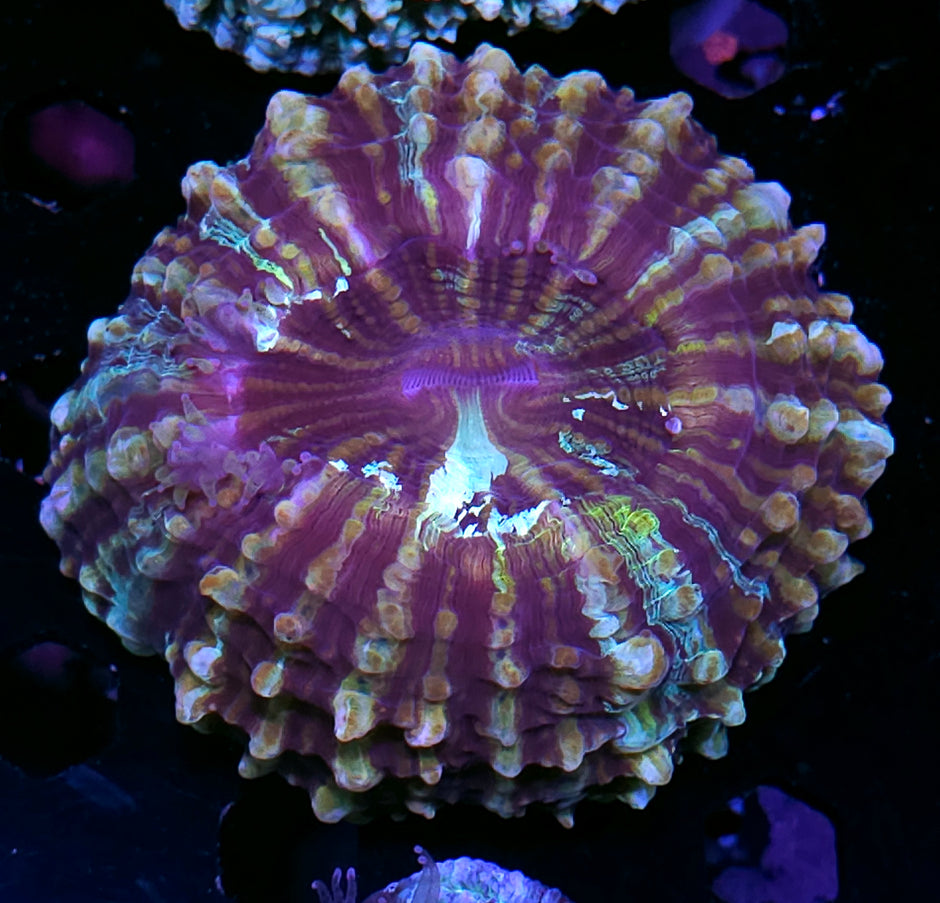 Bad Ass Acanthophyllia DEAL!!