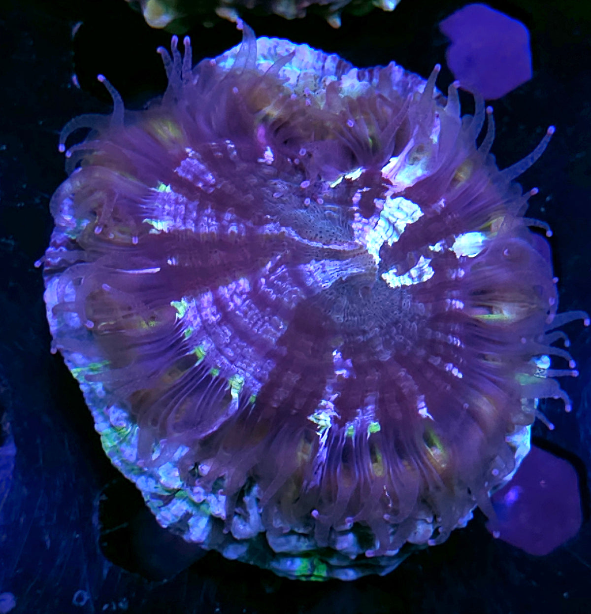 Bad Ass Acanthophyllia DEAL!!
