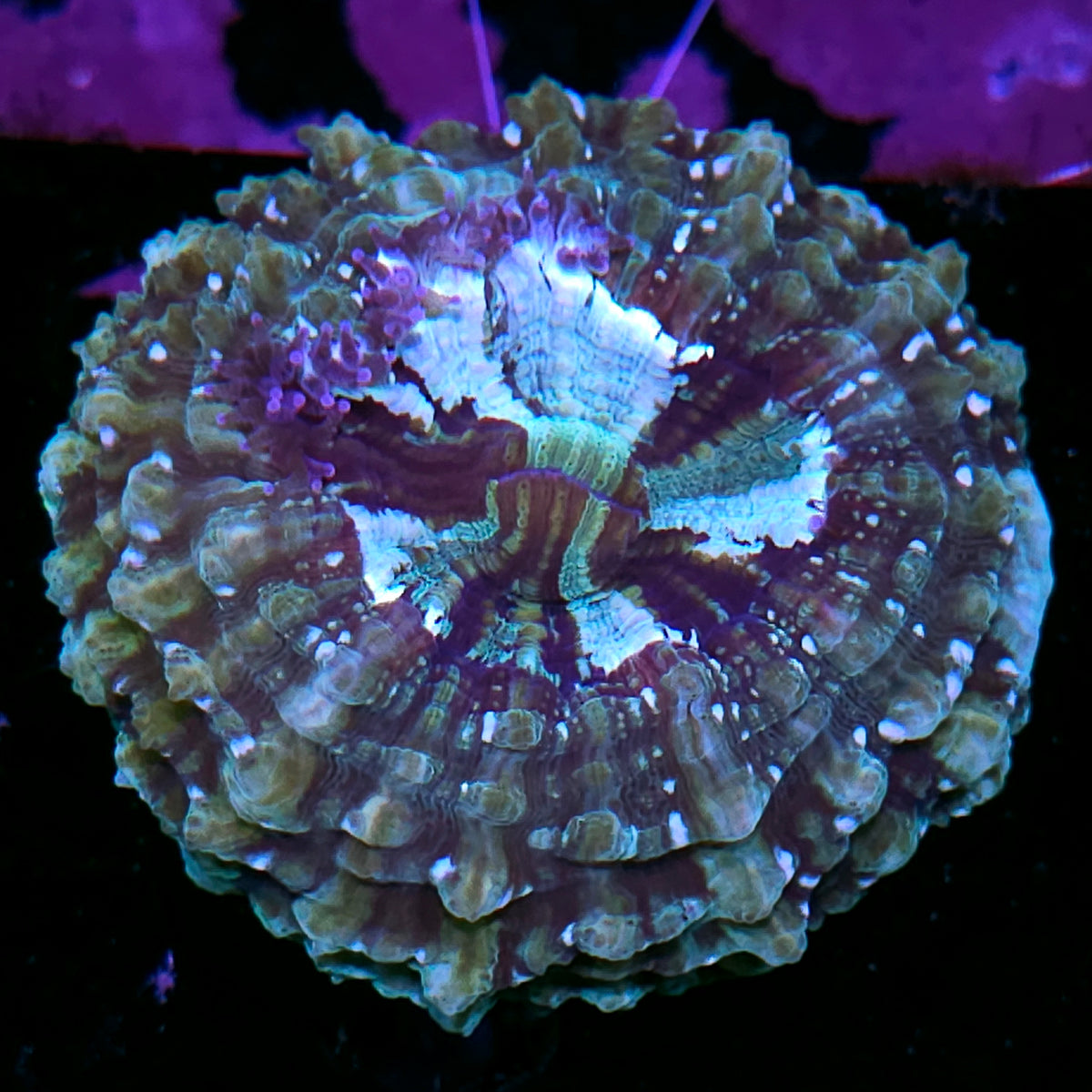 Bad Ass Acanthophyllia DEAL!!