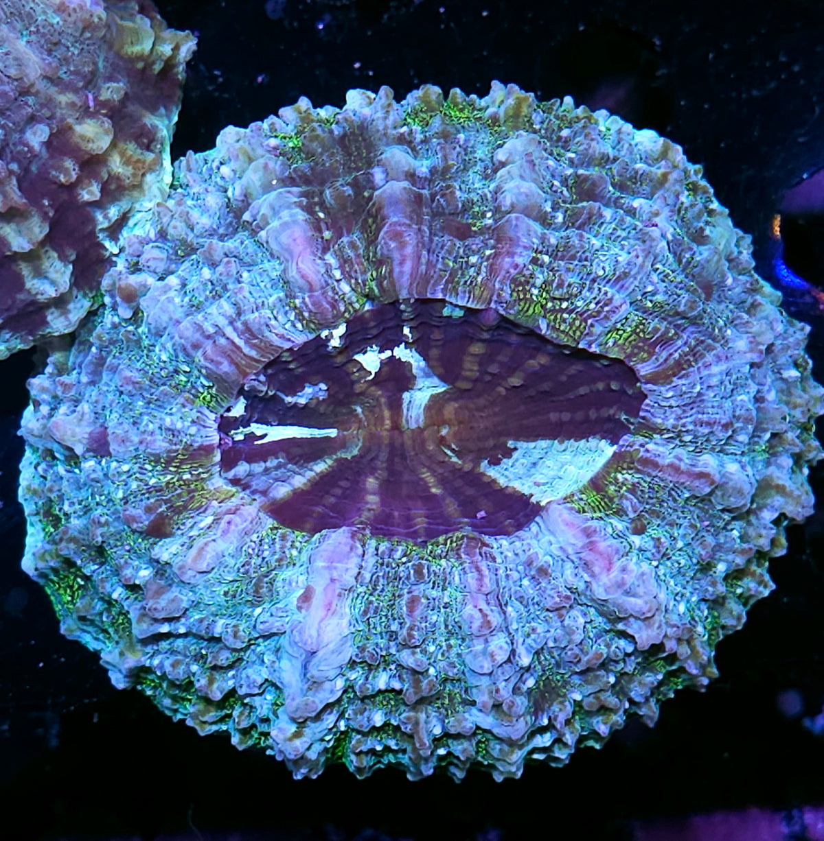 Bad Ass Acanthophyllia DEAL!!