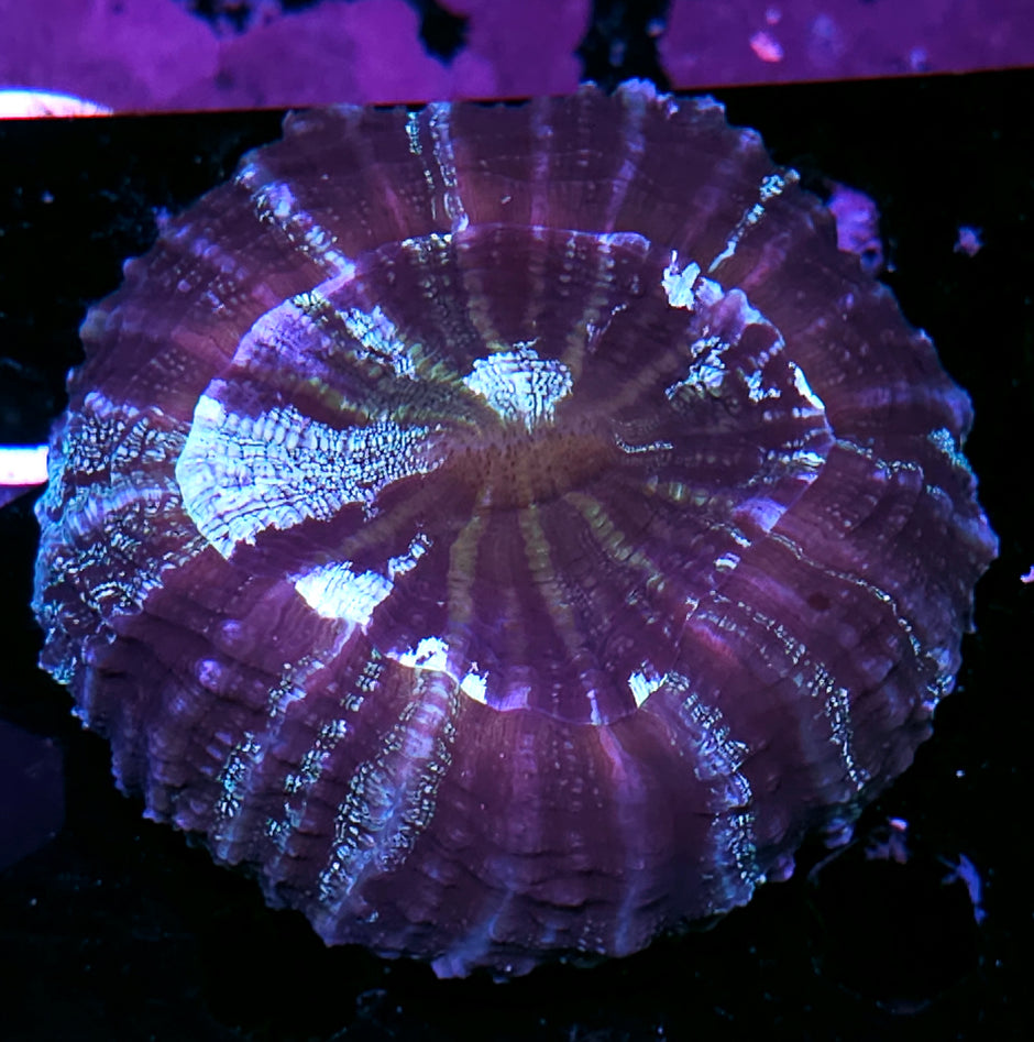 Bad Ass Acanthophyllia DEAL!!!