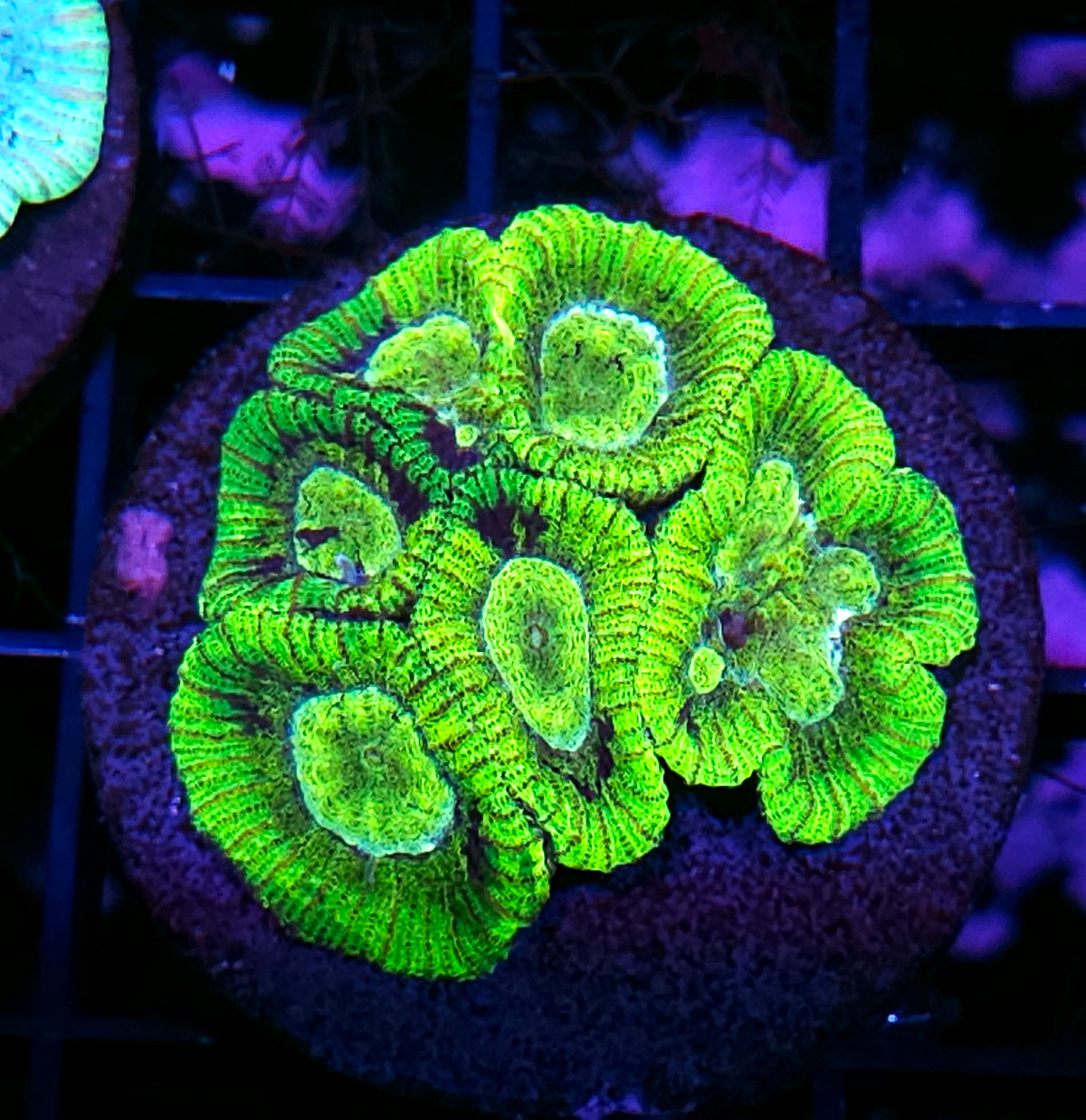 Green Recluse Micro Favia