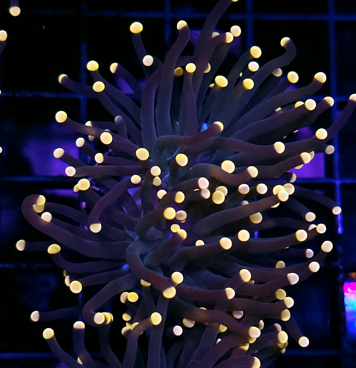 Gumdrop Torch