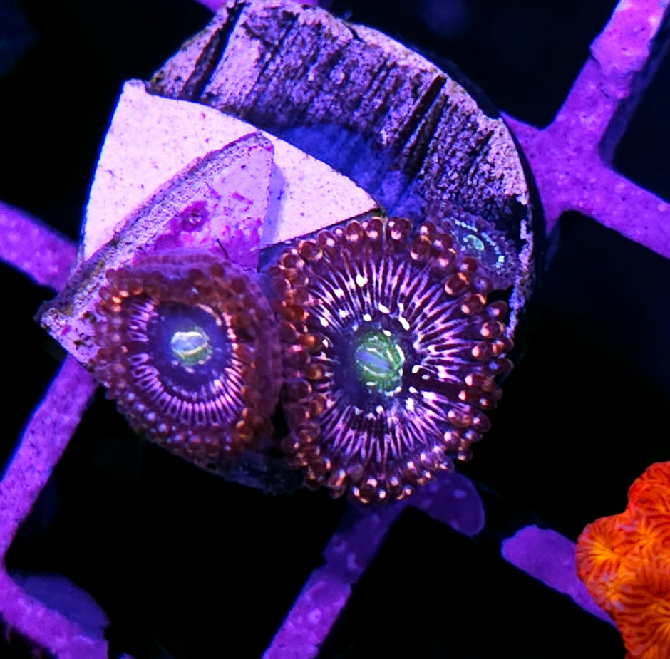 HF Snow Globe Zoas