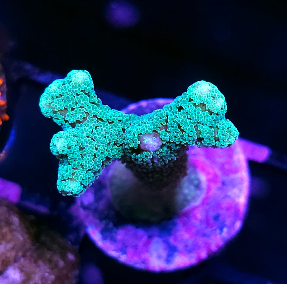 Funkadelic Stylophora