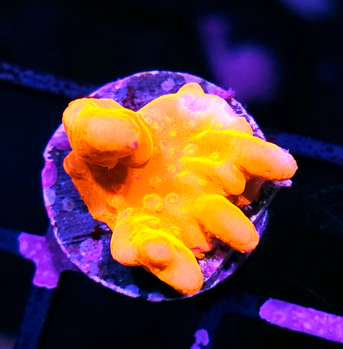 WWC Montipora Setosa