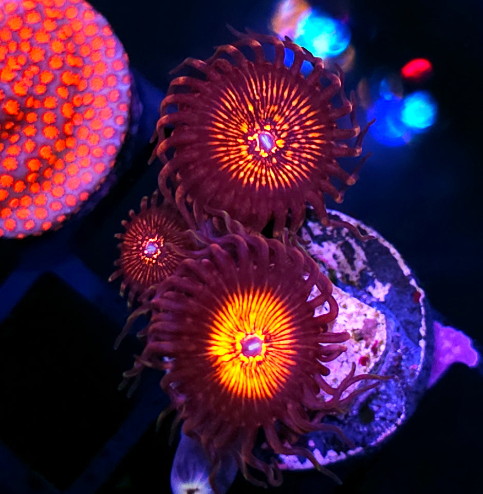 HF Nightcrawler Zoas