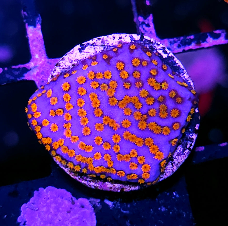 Welding Sparks Montipora
