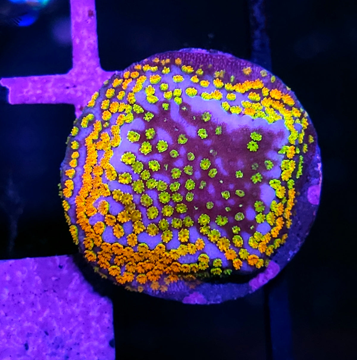 Confused Rainbow Montipora