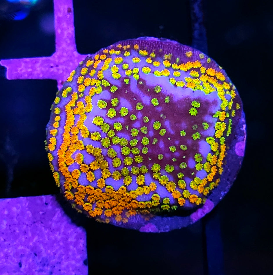 Confused Rainbow Montipora