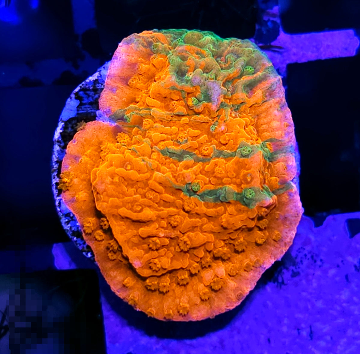 WWC Grafted Montipora