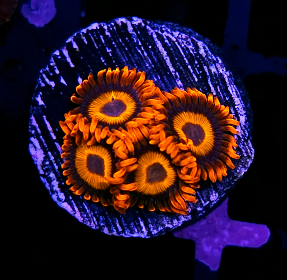 Orange Oxide Zoas