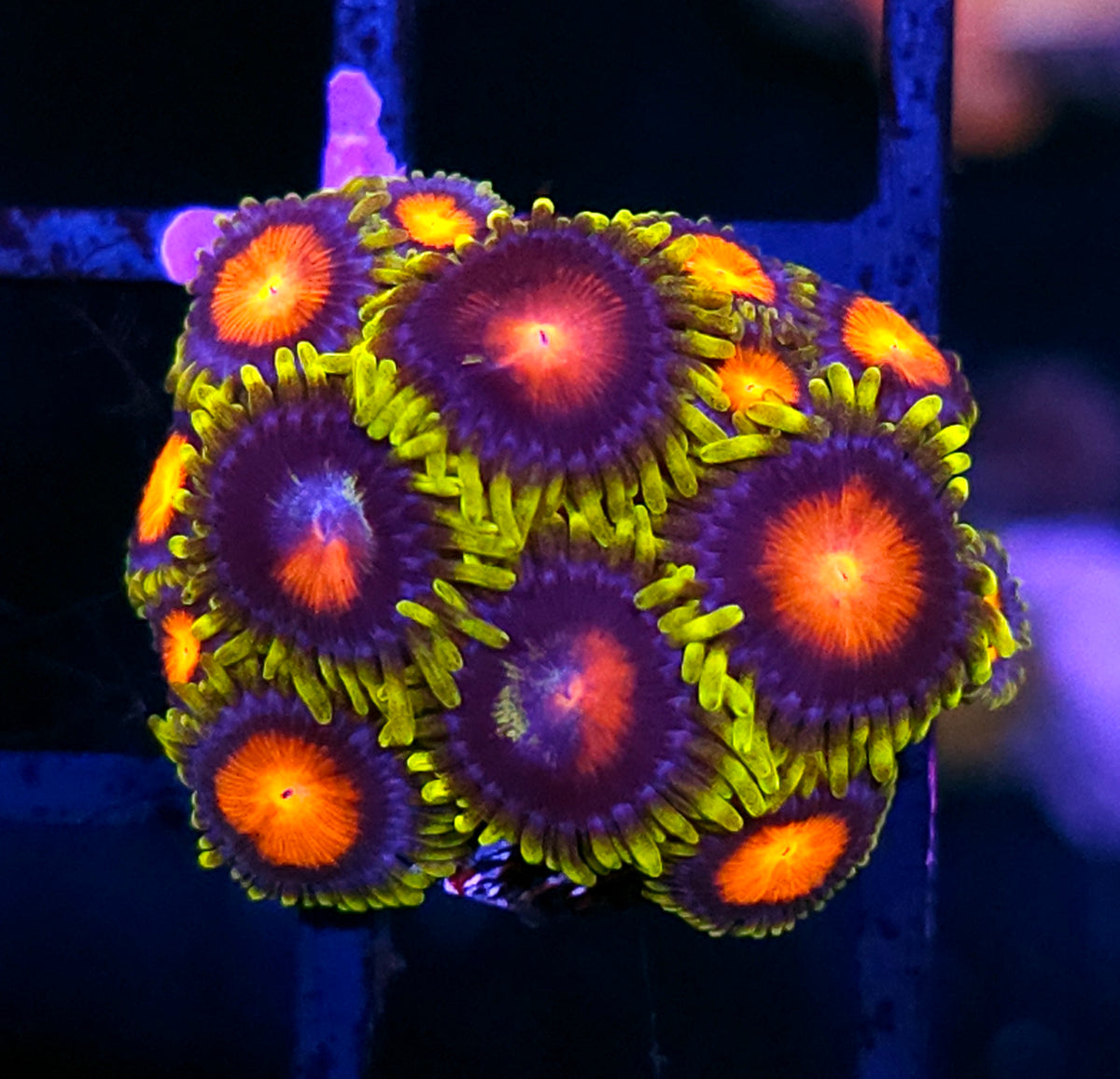 HF Van Helsing Zoas
