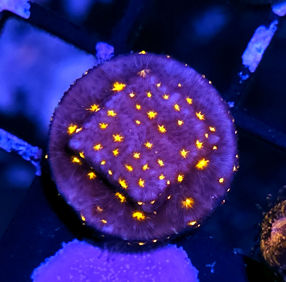 Alien Invasion Psammacora