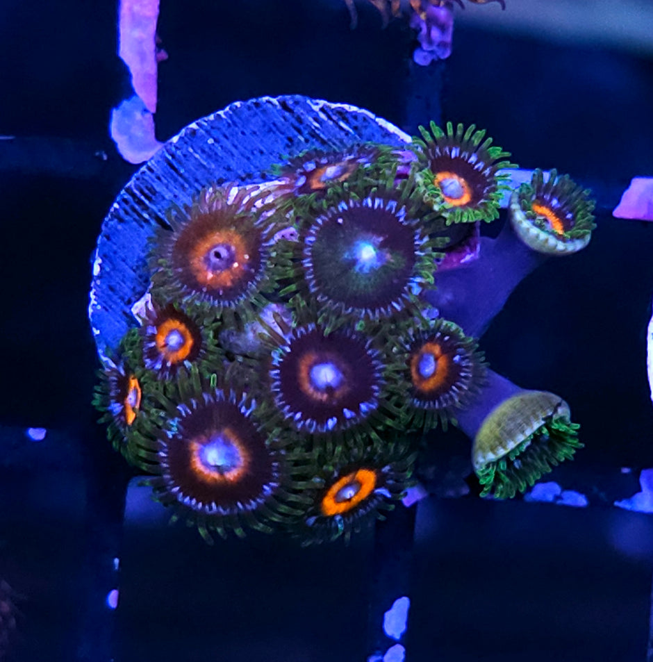 TG G13 Zoas