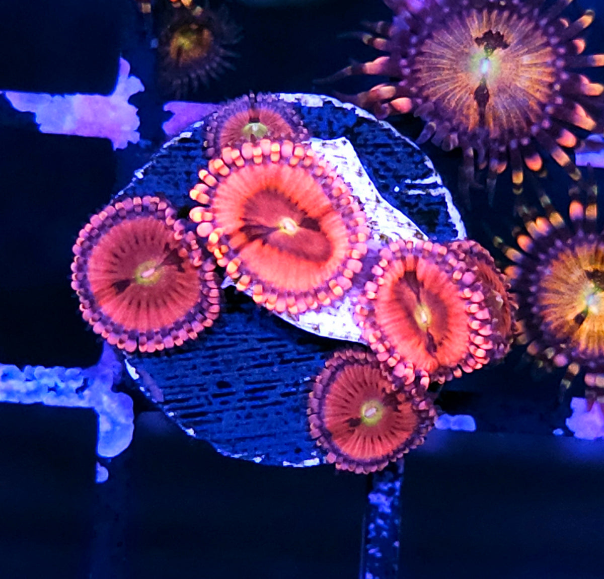 Playboy Zoas