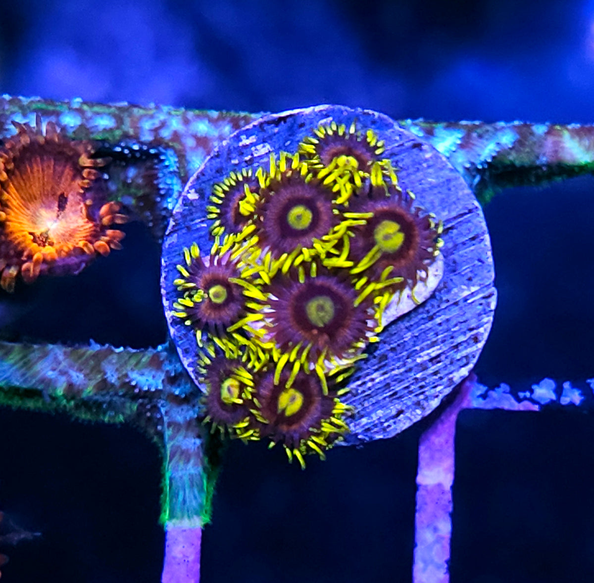 Mister Twister Zoas