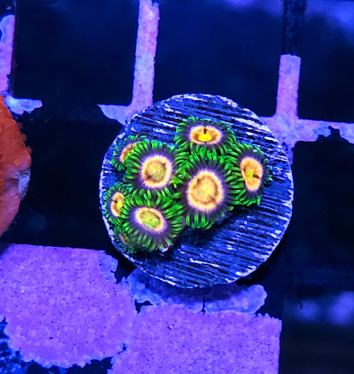 WWC Laser Lemon Zoas