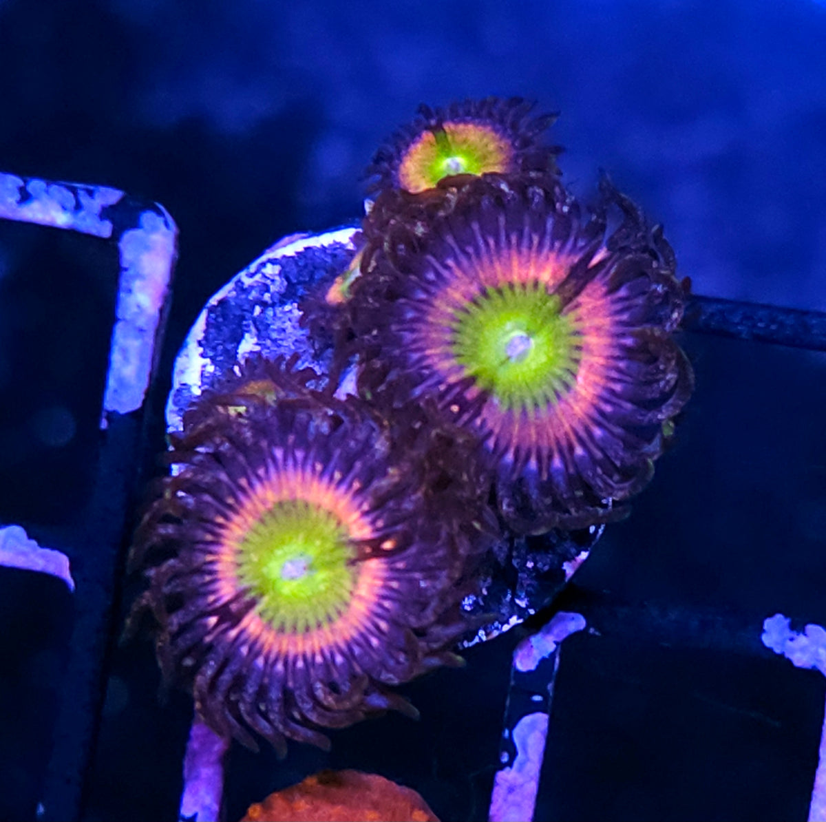 Rainbow Fusion Zoas