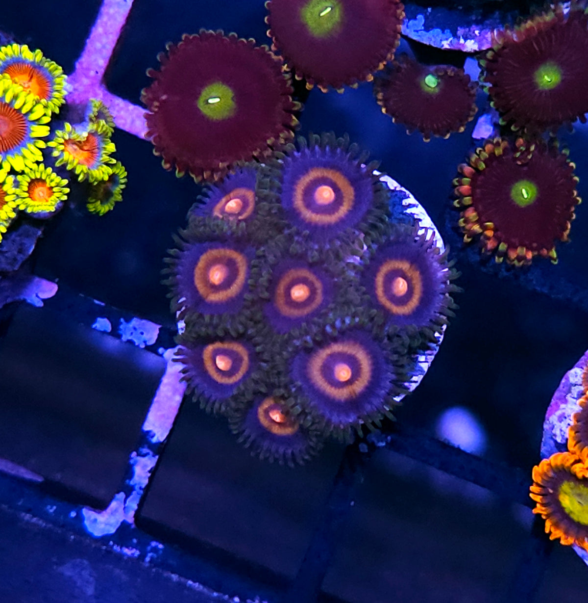 TG Plasma Cutter Zoas