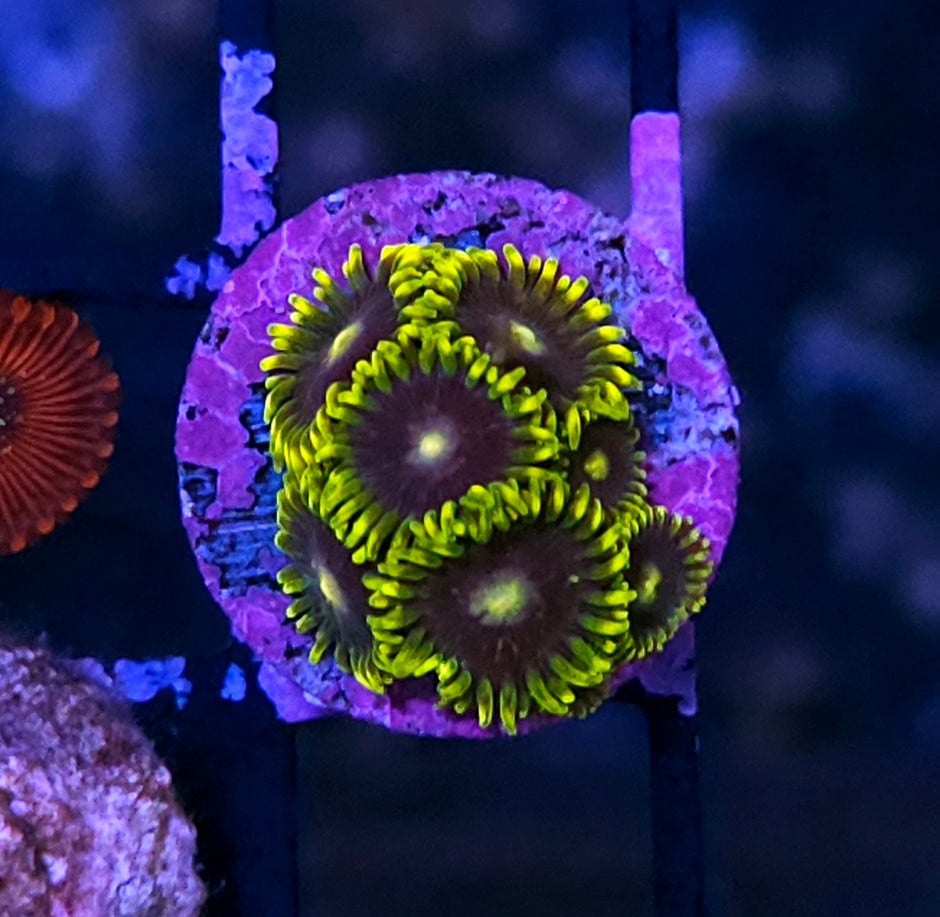 Zombie Zoas