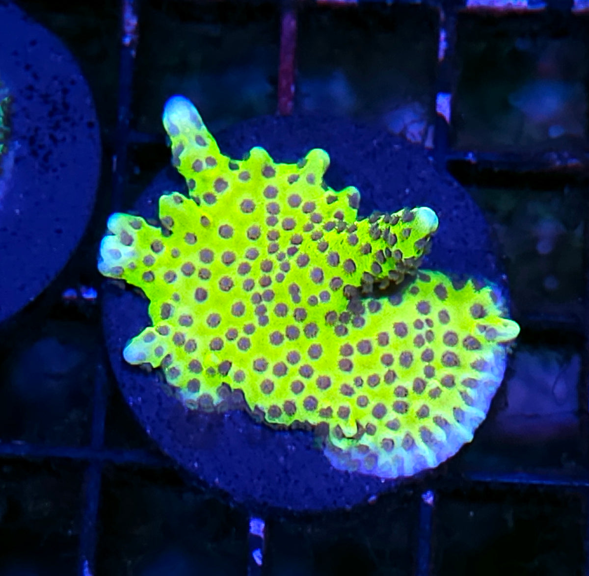 HF Bioluminescent Anacropora